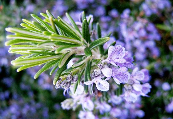 Come usare l'olio Essenziale di Rosmarino