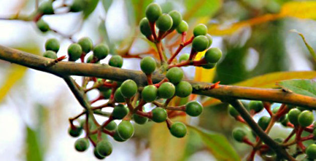 Litsea Cubeba: proprietà e usi
