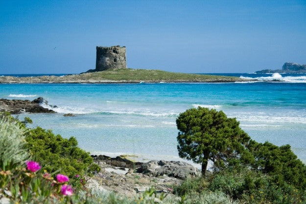 Dalla macchia mediterranea, gli oli essenziali della Sardegna