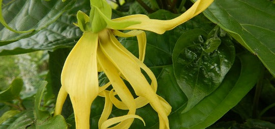 Ylang Ylang: il fiore dei fiori