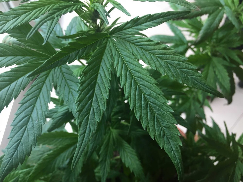 Canapa sativa: effetti, usi e proprietà