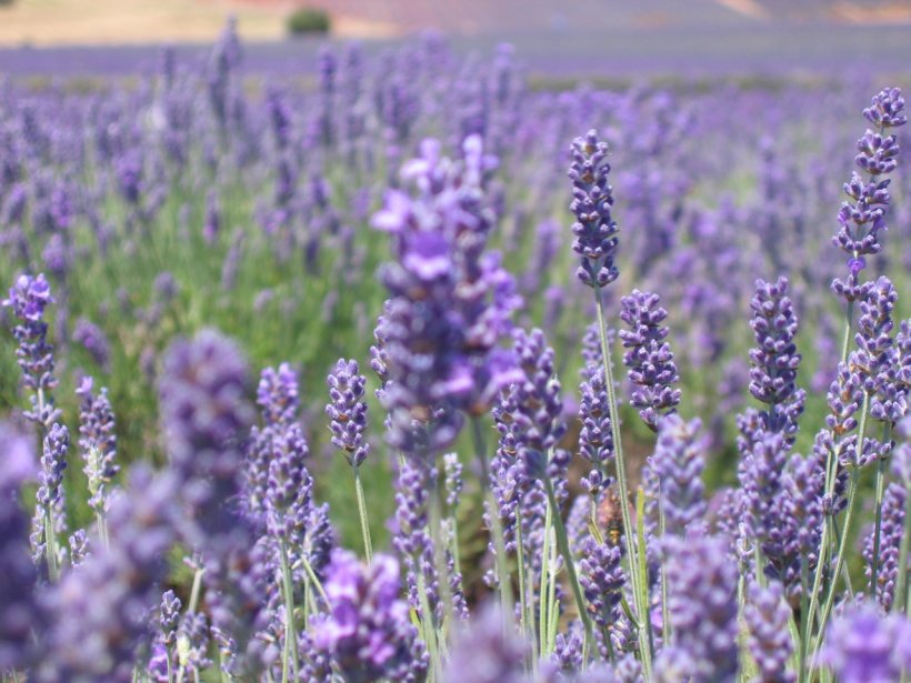 Lavanda: Proprietà, ricette e indicazioni