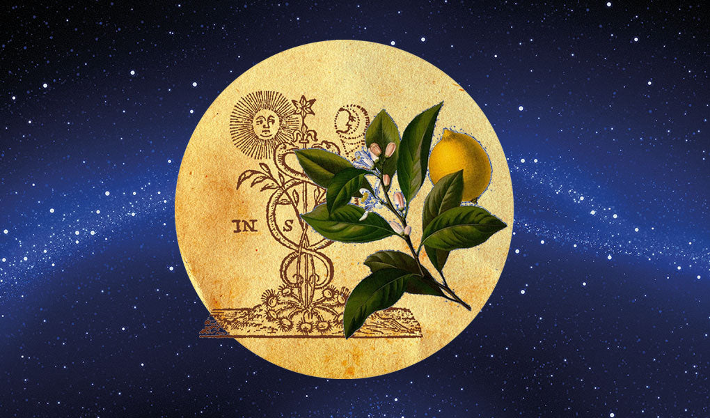 Le piante di Venere e il legame con la donna