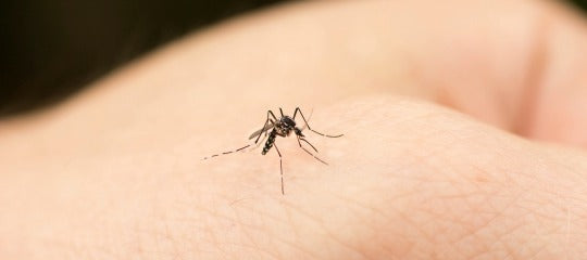 Repellente zanzare: quale scegliere?